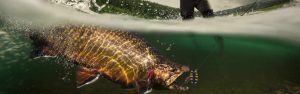Best Trout Fishing Baits
