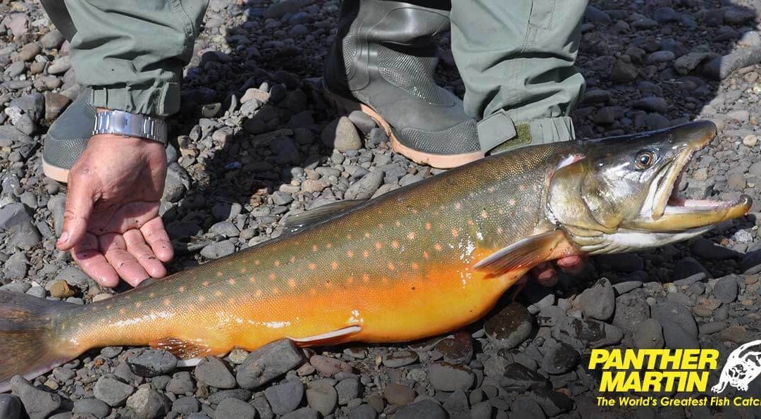 Catch Arctic Char with Panther Martin Spinners