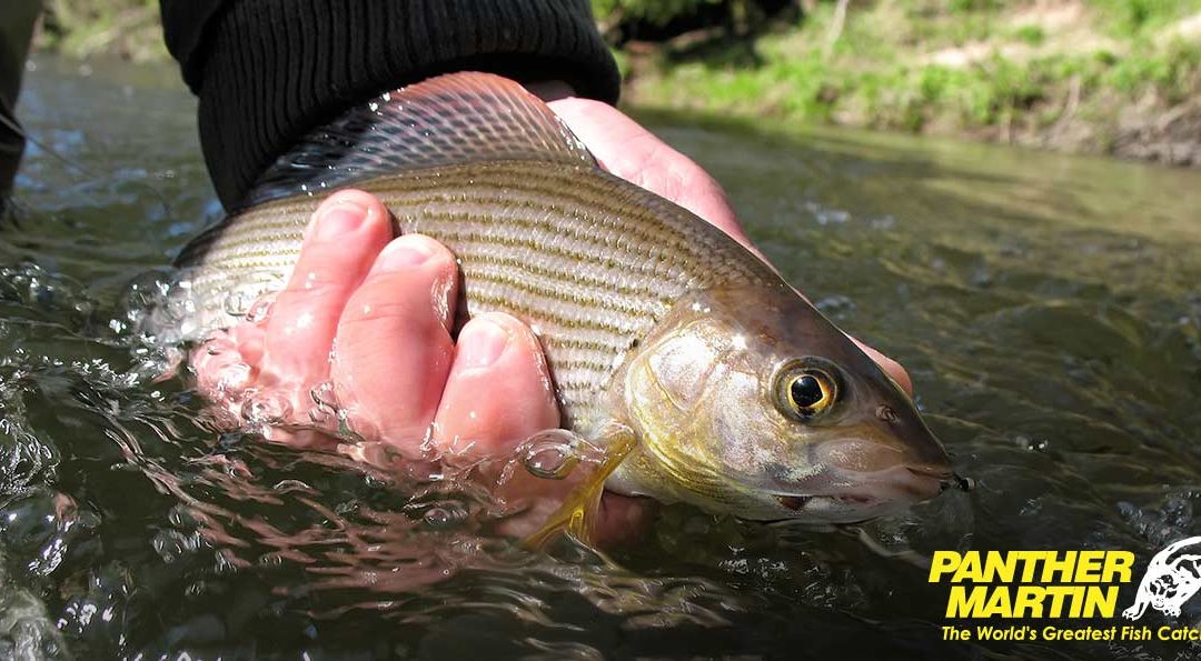 Catch Grayling with Panther Martin