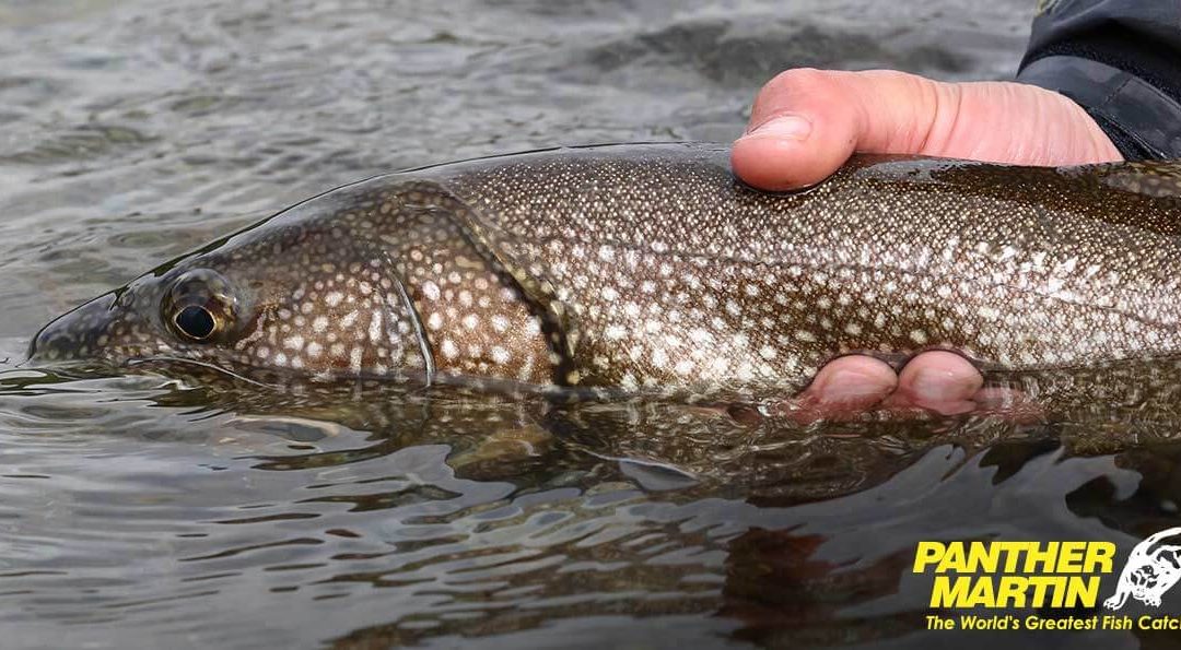 Catching Lake Trout with Panther Martin Spinners
