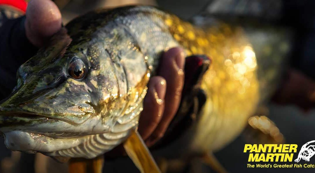 Catching Pike with Panther Martin Spinners