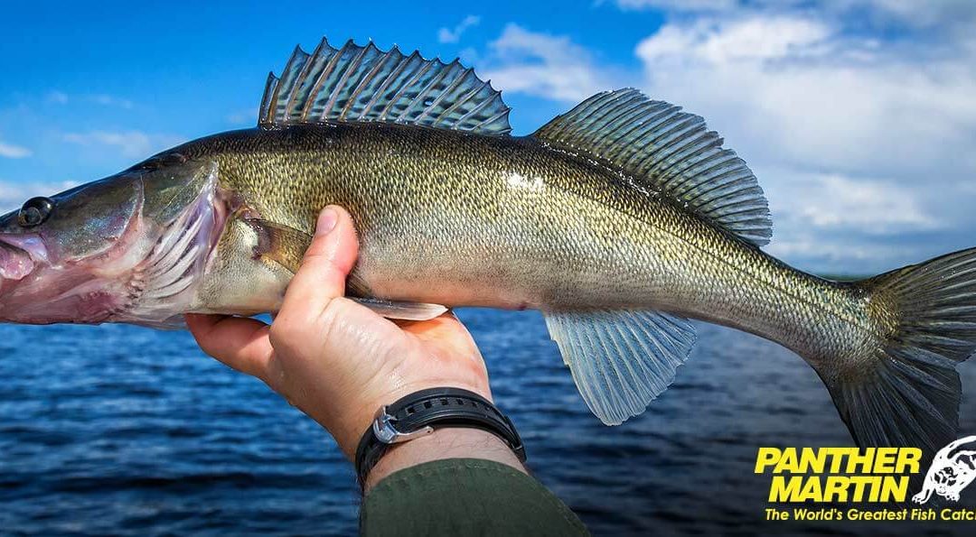 Catching Walleye with Panther Martin Spinners
