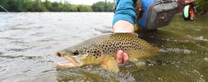Feeding trout lures | Panther Martin