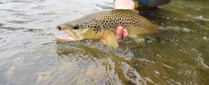 Feeding trout lures | Panther Martin